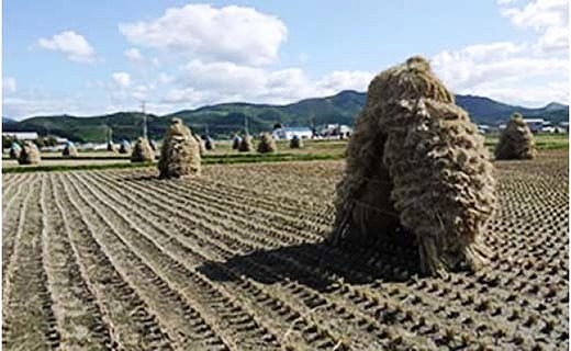 北海道上ノ国町産 令和6年産新米！自然乾燥米「ふっくりんこ」　10㎏