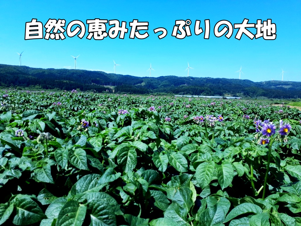 【2025年度産】北海道上ノ国町産 おいしい馬鈴薯「メークイン」　Lサイズ×10㎏