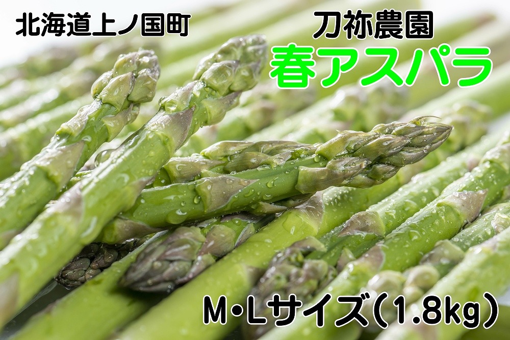 【2026年春発送】北海道上ノ国町産 刀祢農園の春アスパラ　M～L（1.8㎏） 北海道産　朝採れ　農家町送　グリーンアスパラ　春野菜　アスパラ　甘い　特産品