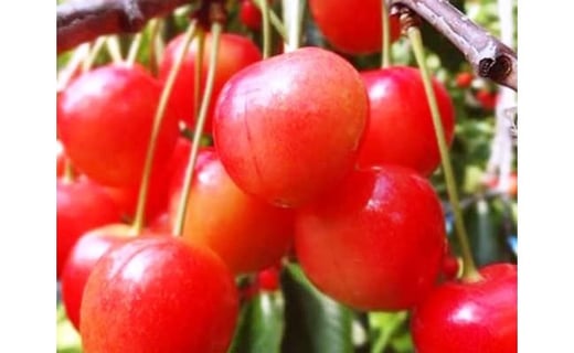 ã2026幎çºéãããšãææš¹åã®å®å¿ã»å®å
šããããããŒïŒäœè€éŠïŒãã350gÃ2ããã¯ããµã¯ã©ã³ããæå®ããã§ãªãŒãæç©ãåœç£ãããããŒãç£å°çŽéãããããŒãé£ã¹é ãããããŒãåæµ·éç£