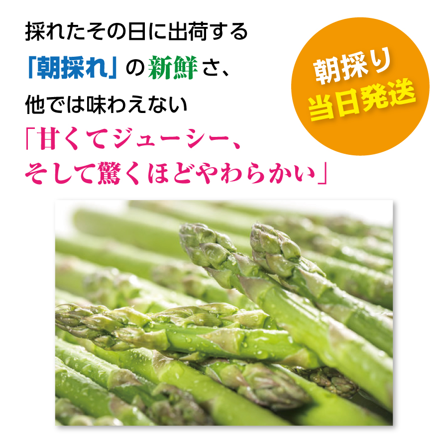 【2026年夏発送】寅福菜園の朝採り夏アスパラ　S（800ｇ）　グリーンアスパラ　朝採れ　農家直送　新鮮　甘い　夏野菜　旬野菜　特産品　北海道産 