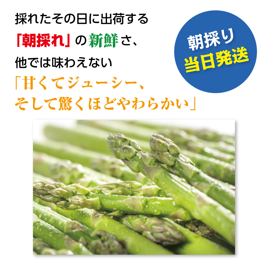【2026年6月発送】寅福菜園の朝採り6月限定アスパラ　M（800g）　グリーンアスパラ　朝採れ　農家直送　新鮮　ジューシー　特産品　北海道産