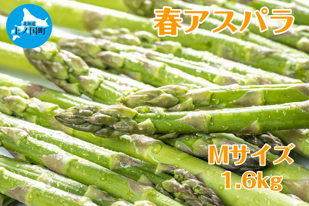 【2026年春発送】北海道上ノ国町産 寅福菜園の春アスパラ　M（1.6kg）北海道産　朝採れ　農家町送　グリーンアスパラ　春野菜　アスパラ　甘い　特産品