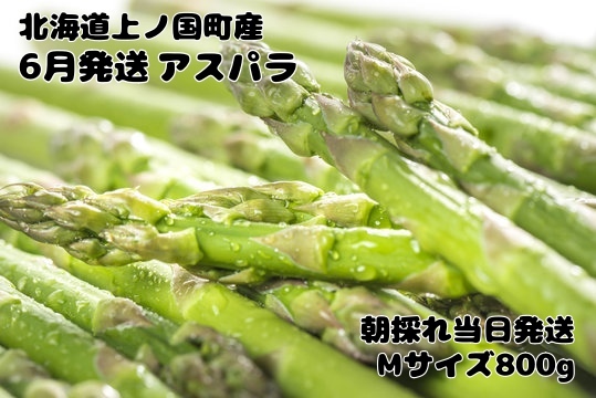 【2026年6月発送】寅福菜園の朝採り6月限定アスパラ　M（800g）　グリーンアスパラ　朝採れ　農家直送　新鮮　ジューシー　特産品　北海道産