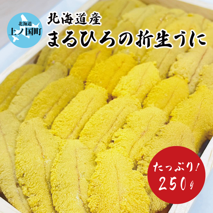 【2025年発送】北海道産 上ノ国町 まるひろの折生うに（約250g）