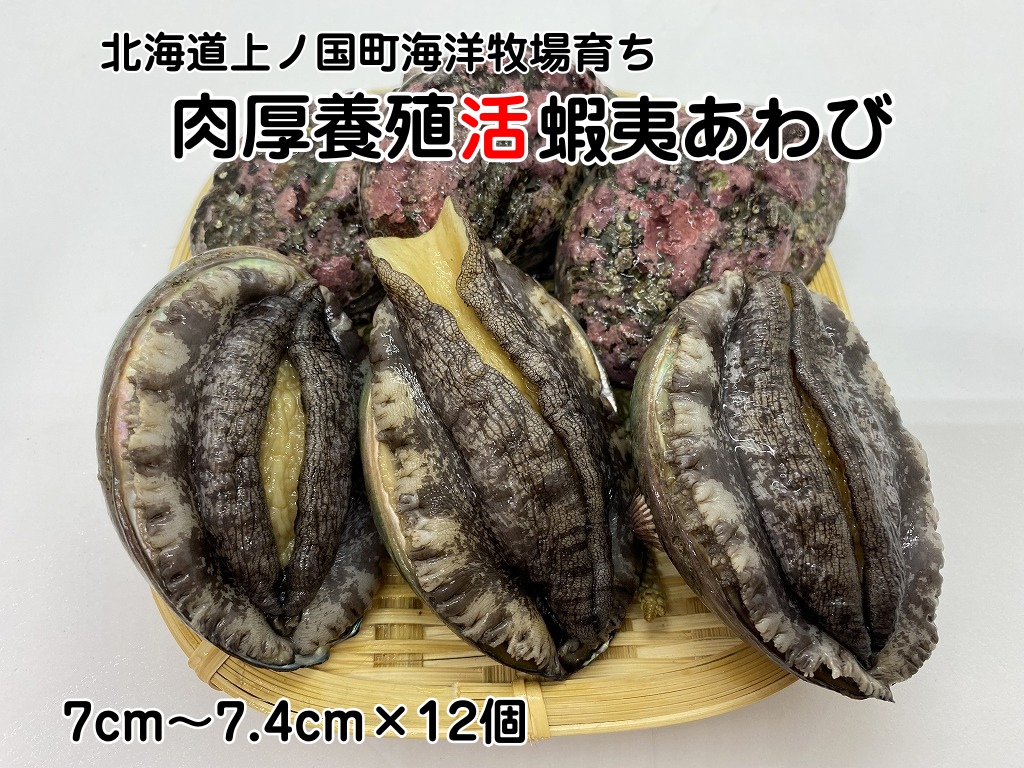 海洋牧場育ち養殖活蝦夷あわび（7㎝～7.4㎝×12個）　活アワビ　鮑　海鮮　産地直送　魚介類　海の幸　おせち食材　エゾアワビ　冷蔵　アワビ　BBQ食材　ギフト　贈答　バーベキュー　蝦夷鮑