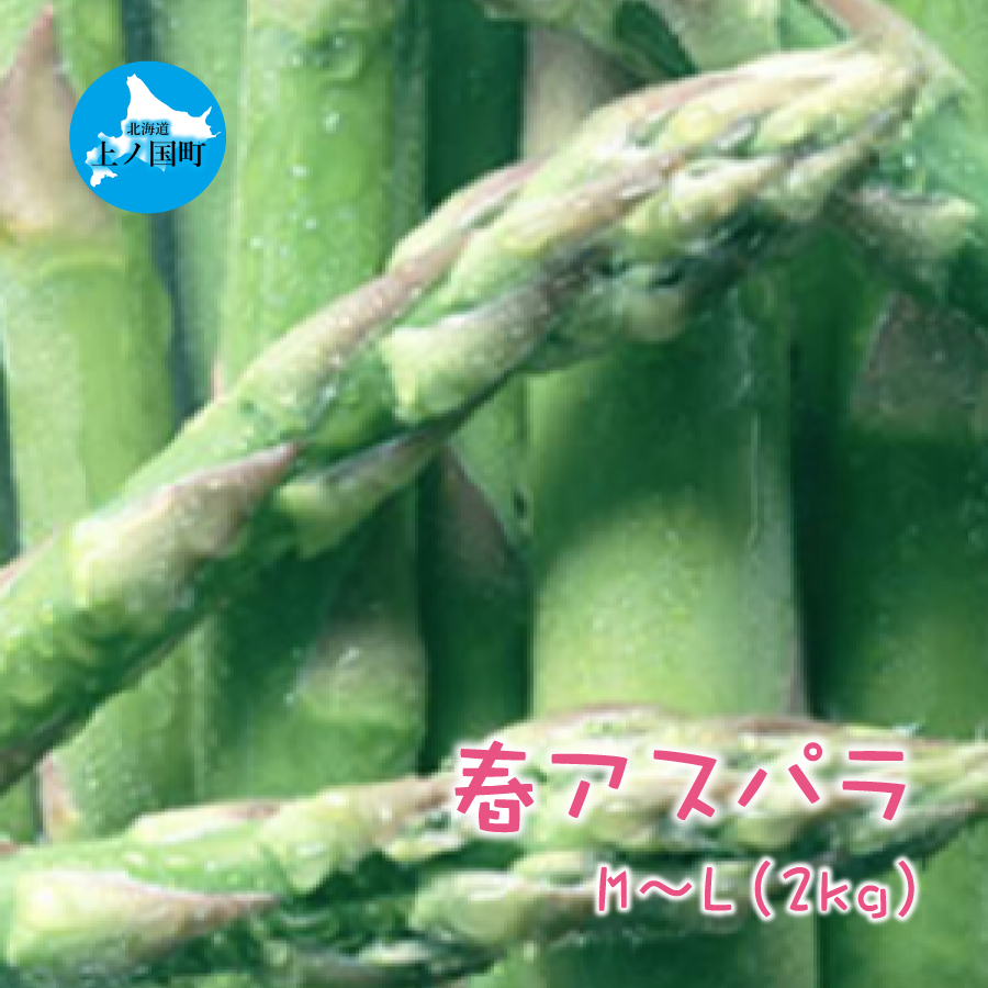 【2025年春発送】北海道上ノ国町産 朝採り当日発送 刀祢農園の春アスパラ M～L（2㎏）