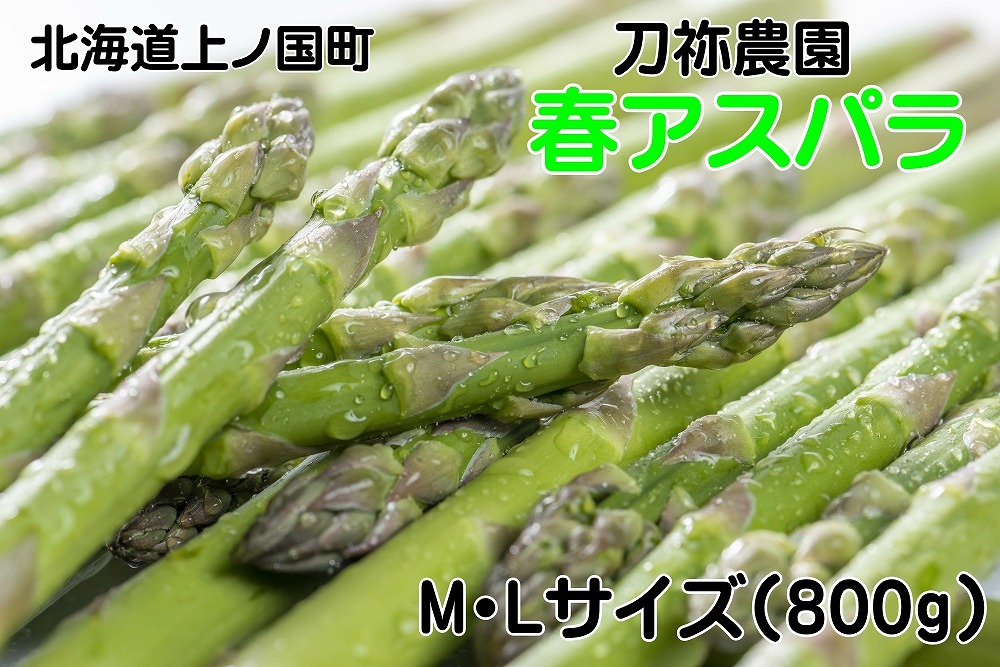 [2026年春発送]北海道上ノ国町産 刀祢農園の春アスパラ M〜L(800g) 北海道産 朝採れ 農家町送 グリーンアスパラ 春野菜 アスパラ 甘い 特産品