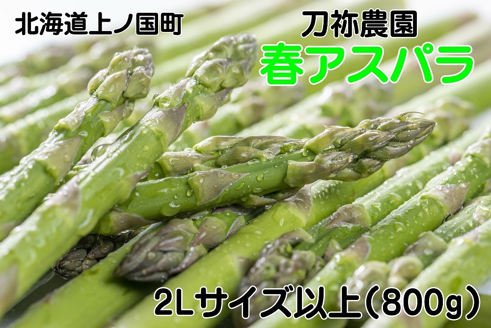 【2026年春発送】北海道上ノ国町産 刀祢農園の春アスパラ　2L以上（800g）北海道産　朝採れ　農家町送　グリーンアスパラ　春野菜　アスパラ　甘い　特産品