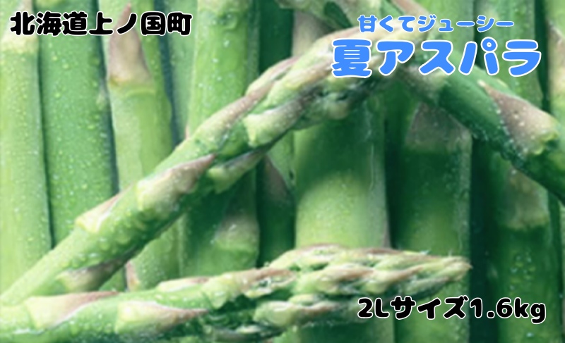 【2026年夏発送】寅福菜園の朝採り夏アスパラ　2L（1.6kg）朝採れ　農家直送　新鮮　グリーンアスパラ　夏野菜　旬野菜　シャキシャキ　とれたて　北海道産