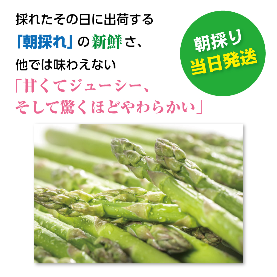 【2026年春発送】寅福菜園の朝採り春アスパラ　2L（1.6㎏）　グリーンアスパラ　朝採れ　農家直送　新鮮　甘い　春野菜　旬野菜　特産品　北海道産