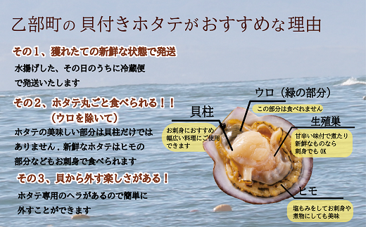 ＜活ホタテ　大セット（6㎏）＞北海道産日本海育ちの貝付きホタテを町中漁業部より直送！