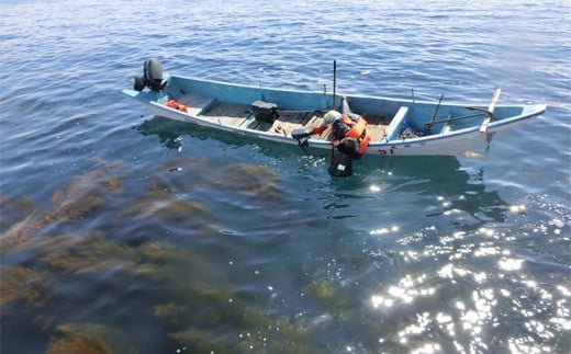 ＜春採りアカモク　7セット＞北海道 道南 乙部町産 日本海 海藻 ギバサ 栄養 レシピ レシピ付 スーパーフード 効能