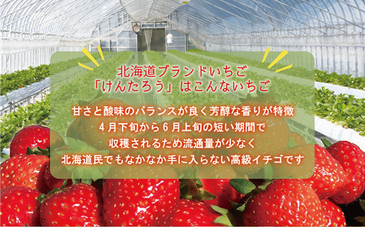 【予約受付中！5月上旬頃発送予定！】＜けんたろういちご 12粒＞湧水で育て上げた北の高級いちご 北海道 北海道産 道産 いちご 苺 イチゴ けんたろう 贈物 贈り物 プレゼント