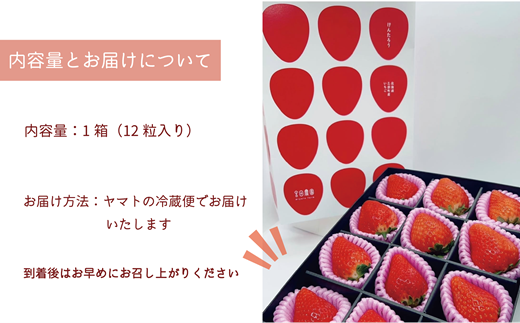 【予約受付中！5月上旬頃発送予定！】＜けんたろういちご 12粒＞湧水で育て上げた北の高級いちご 北海道 北海道産 道産 いちご 苺 イチゴ けんたろう 贈物 贈り物 プレゼント