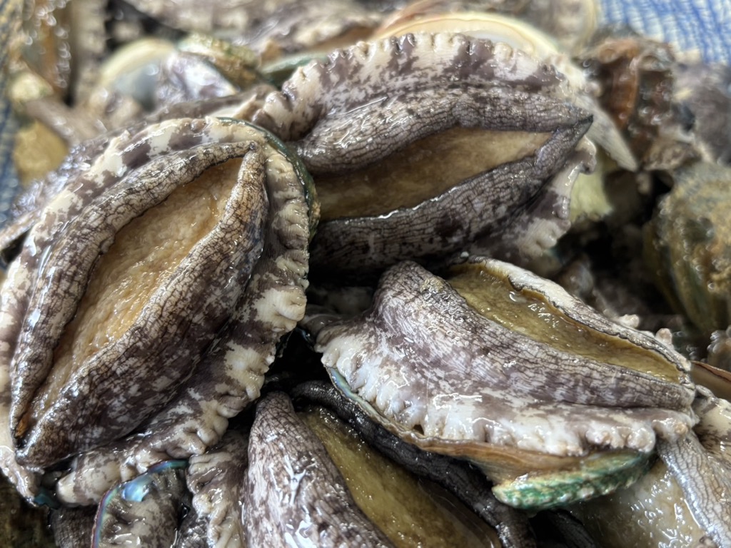 螂・蟆サ蟲カ逕」縲蜀キ蜃埼、頑ョ悶い繝ッ繝鏑繧オ繧、繧コシ3蛟句・繧奇シ OKUF018