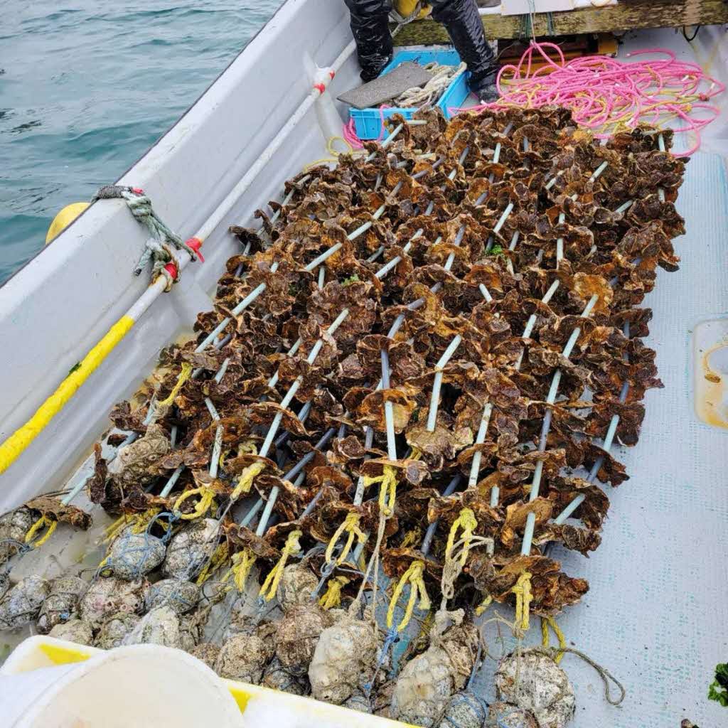 【先行予約 2025年7月20日より発送】奥尻島産養殖岩ガキ【Mサイズ】殻付き　20個入り（加熱食用）〜豊かな海が育てた海の宝石〜 OKUY002