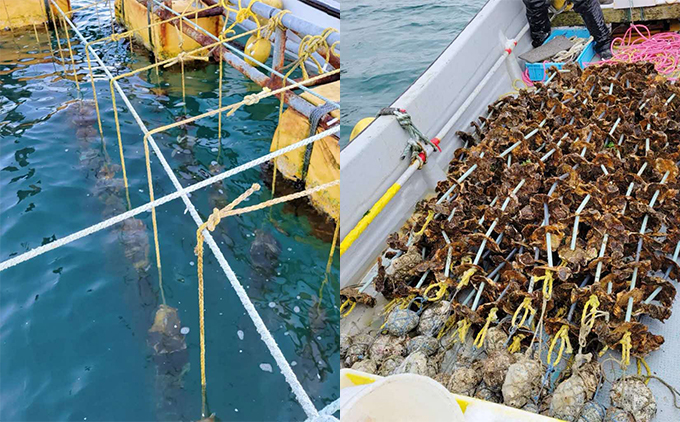 【先行予約 2026年7月20日より発送】奥尻島産養殖岩ガキ【Mサイズ】殻付き 10個入り（加熱食用）〜豊かな海が育てた海の宝石〜 | 冷蔵 | 北海道 奥尻町 送料無料 