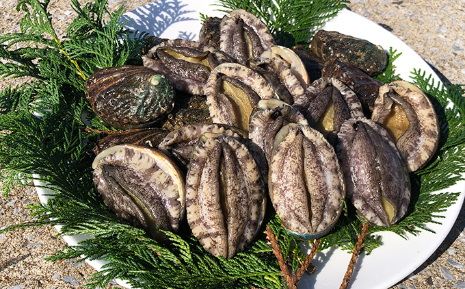 奥尻島産 活蝦夷アワビ（養殖）10個入り 70mm以上 | 北海道 奥尻町 送料無料