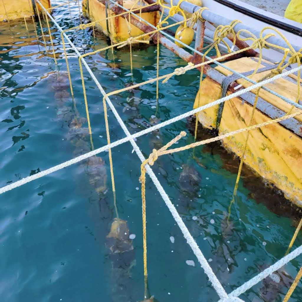 【先行予約 2025年7月20日より発送】奥尻島産養殖岩ガキ【Mサイズ】殻付き　10個入り（加熱食用）〜豊かな海が育てた海の宝石〜 OKUY001