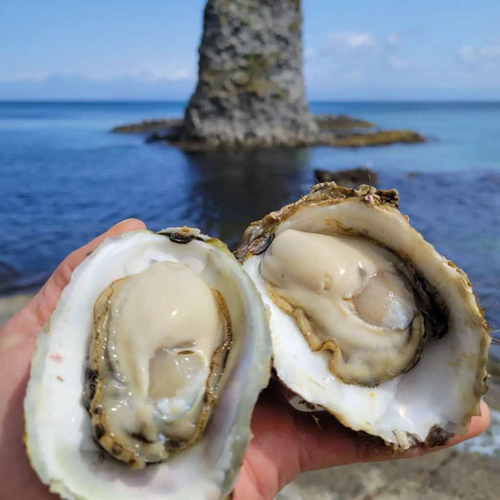 【先行予約 2025年7月20日より発送】奥尻島産養殖岩ガキ【Mサイズ】殻付き　10個入り（加熱食用）〜豊かな海が育てた海の宝石〜 OKUY001