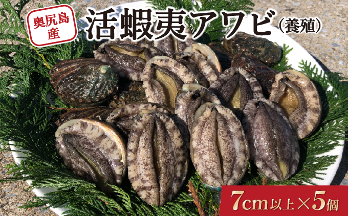 奥尻島産 活蝦夷アワビ（養殖）5個入り 70mm以上 | 北海道 奥尻町 送料無料 OKS03-001