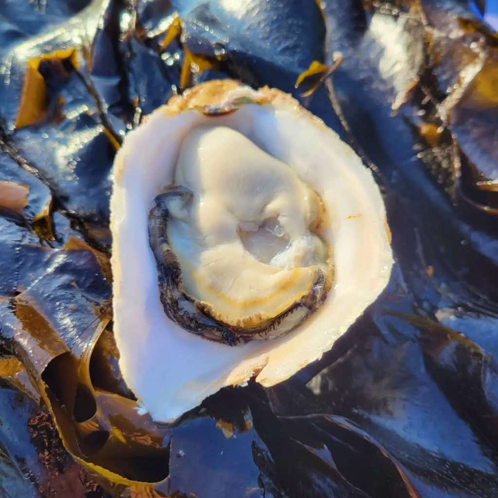 【先行予約 2025年7月20日より発送】奥尻島産養殖岩ガキ【Mサイズ】殻付き　20個入り（加熱食用）〜豊かな海が育てた海の宝石〜 OKUY002