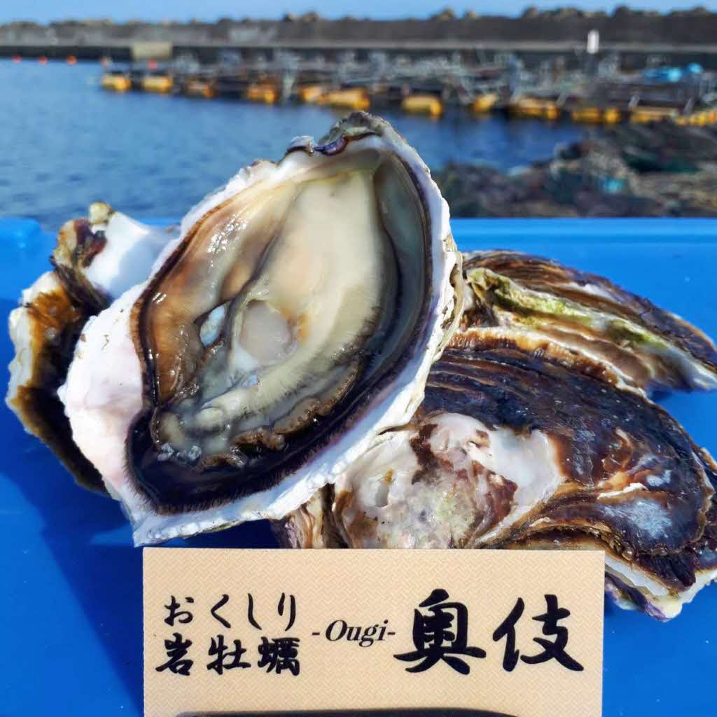 【先行予約 2025年7月20日より発送】奥尻島産養殖岩ガキ【Mサイズ】殻付き　10個入り（加熱食用）〜豊かな海が育てた海の宝石〜 OKUY001
