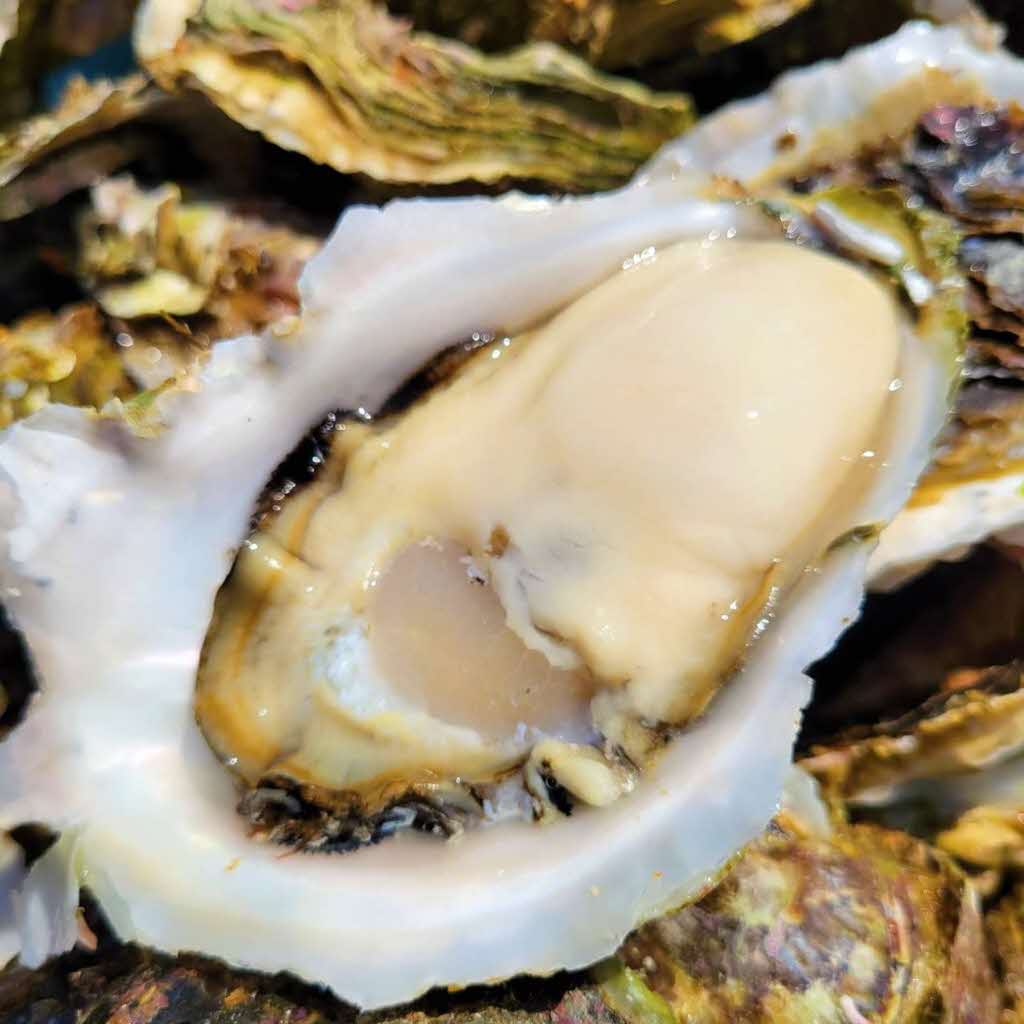 【先行予約 2025年7月20日より発送】奥尻島産養殖岩ガキ【Mサイズ】殻付き　20個入り（加熱食用）〜豊かな海が育てた海の宝石〜 OKUY002