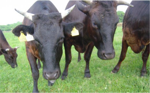 数量限定【希少!!黒毛和牛】おくしり和牛 リブローススライス 400g 本年度屠畜！！