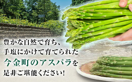 【先行予約】朝採れ新鮮アスパラ 1.5kg（Mサイズ） (2026年3月下旬~6月中旬または2026年7月上旬~9月上旬頃発送)   F21W-454