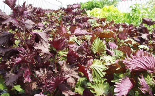 蛹玲オキ驕謎サ企醍肇邏ォ陂繧ク繝・繝シ繧ケ500ml 蛹玲オキ驕鍋肇 縺励◎ 繧キ繧ス 襍、縺励◎ 髱偵@縺 繝峨Μ繝ウ繧ッ F21W-424