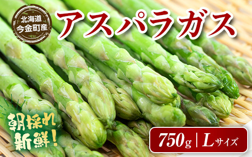 【先行予約】朝採れ新鮮アスパラ 750g （Lサイズ） (2026年3月下旬~6月中旬または2026年7月上旬~9月上旬頃発送)   F21W-458