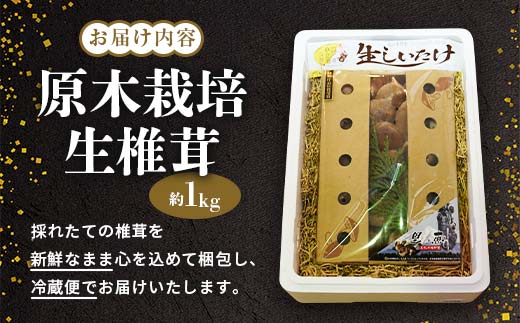 【先行予約】原木栽培 生椎茸 約1kg 里の恵 しいたけ シイタケ きのこ キノコ 椎茸 野菜  F21W-570