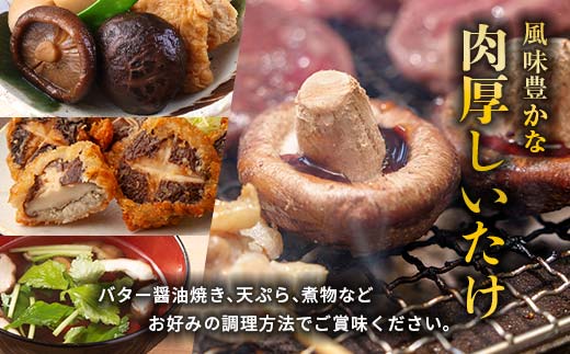 【先行予約】2026年4月以降順次発送 原木栽培 生椎茸 約1kg 里の恵 しいたけ シイタケ きのこ キノコ 椎茸 野菜  F21W-571