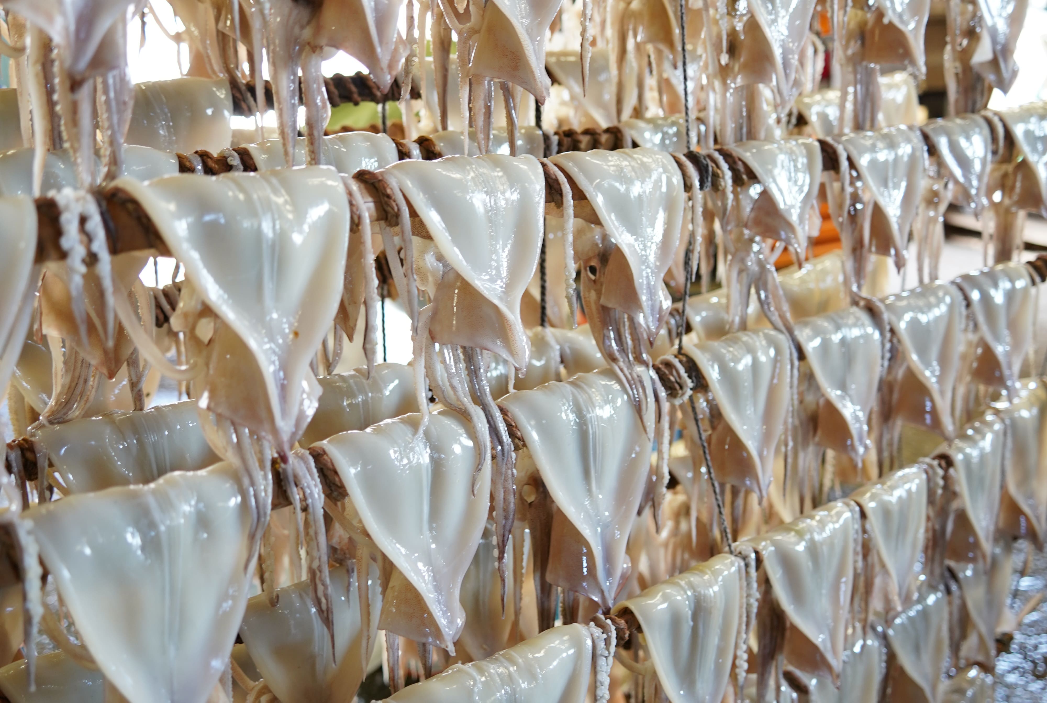 肉厚するめ 4枚入り せたな町 ふるさと納税 