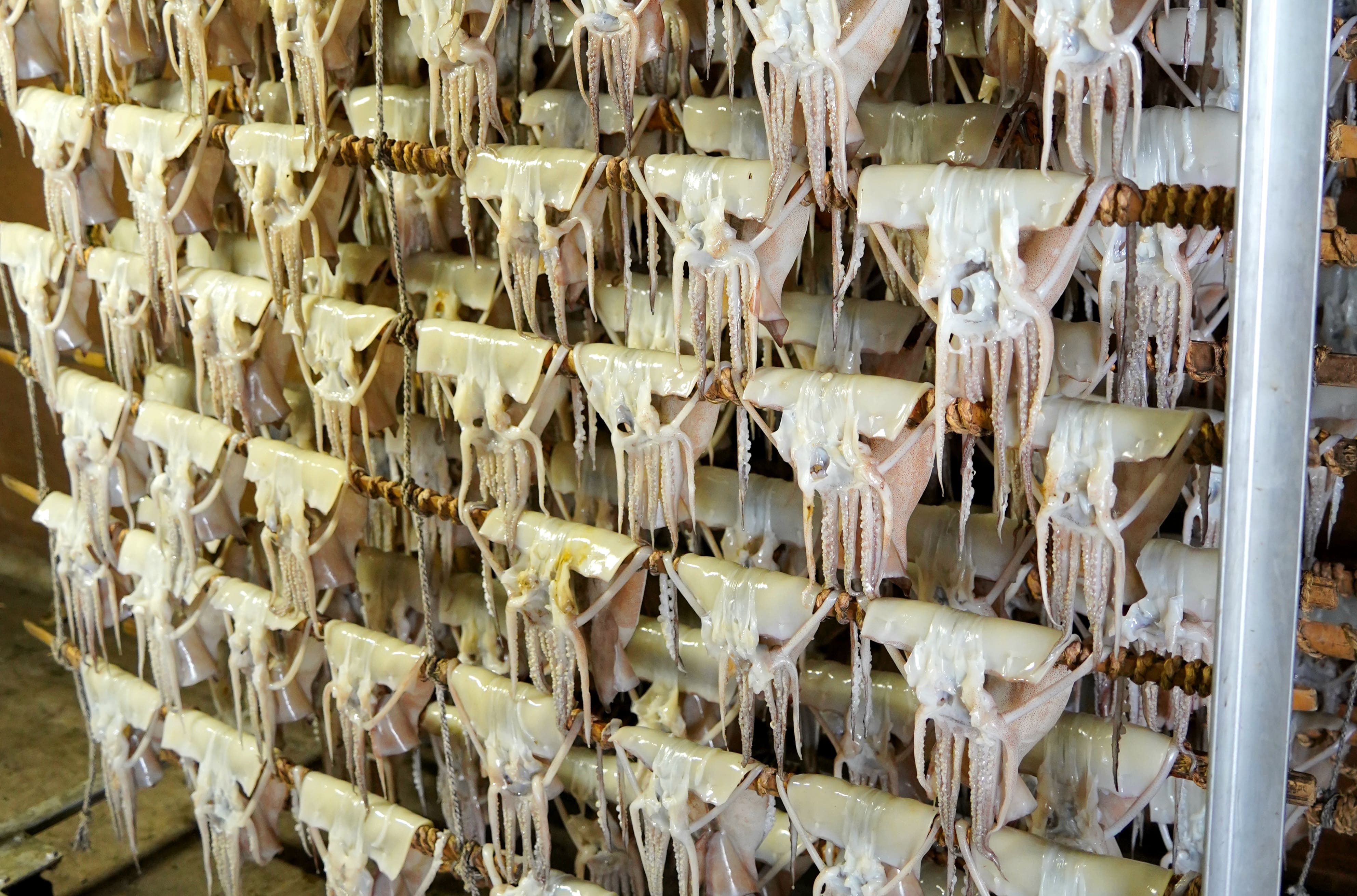 肉厚するめ 10枚入り せたな町 ふるさと納税 