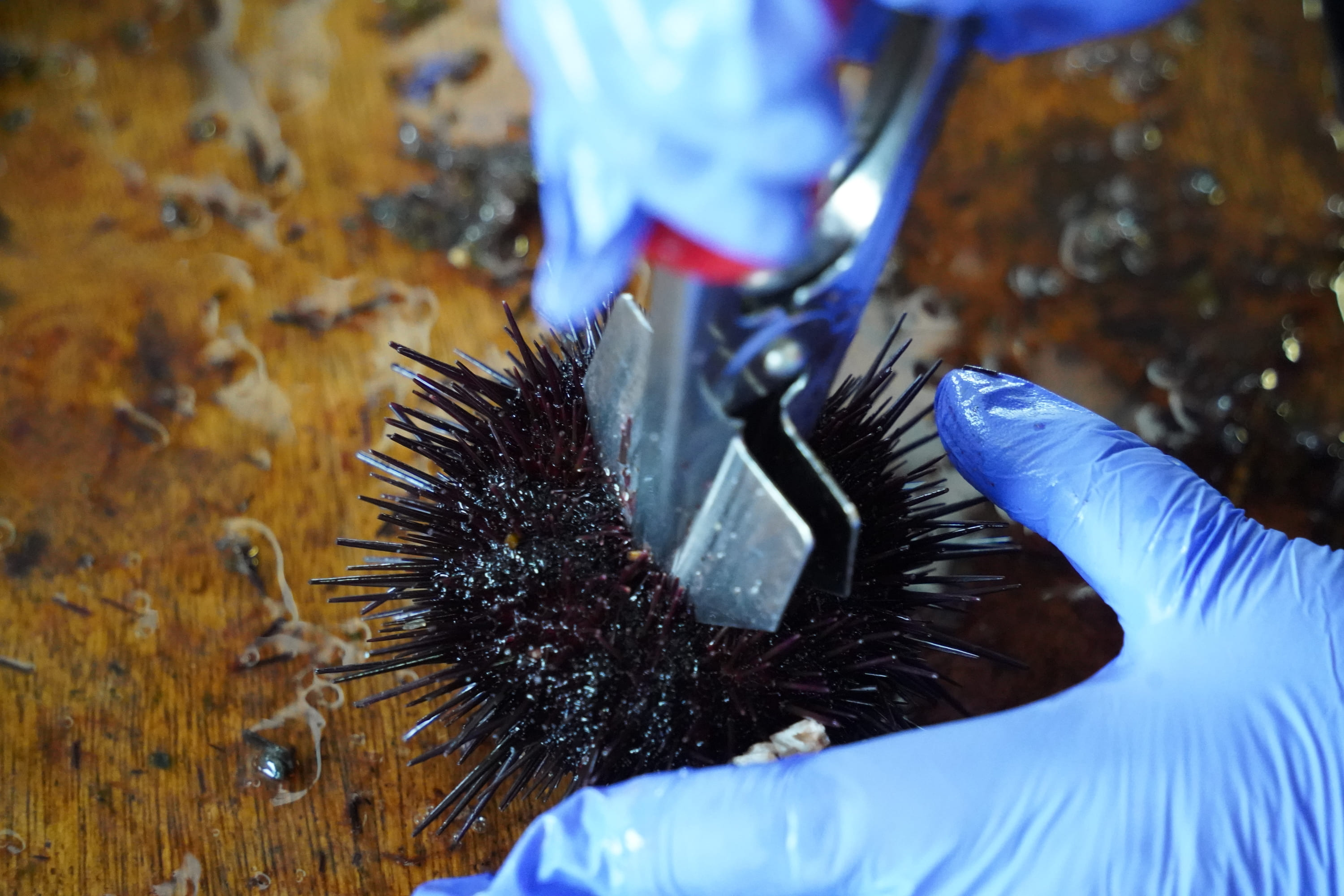 【令和7年新物】特撰粒うに木箱10本入り せたな町 ふるさと納税