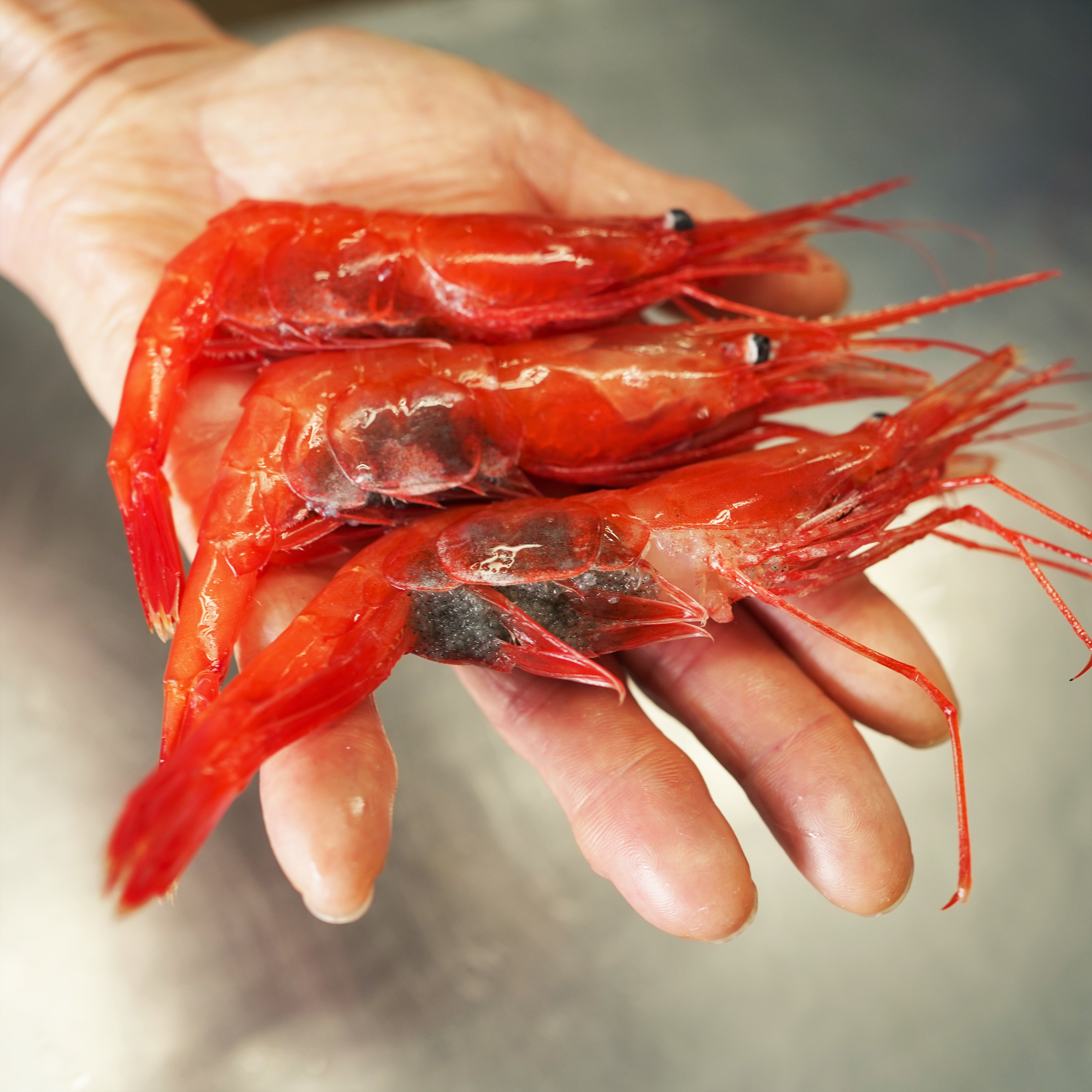 【漁師直送】北海道産 甘えび Lサイズ500g お刺身 唐揚げ 丼 味噌汁 寿司 冷凍 天ぷら 旬 海鮮 せたな町 ふるさと納税