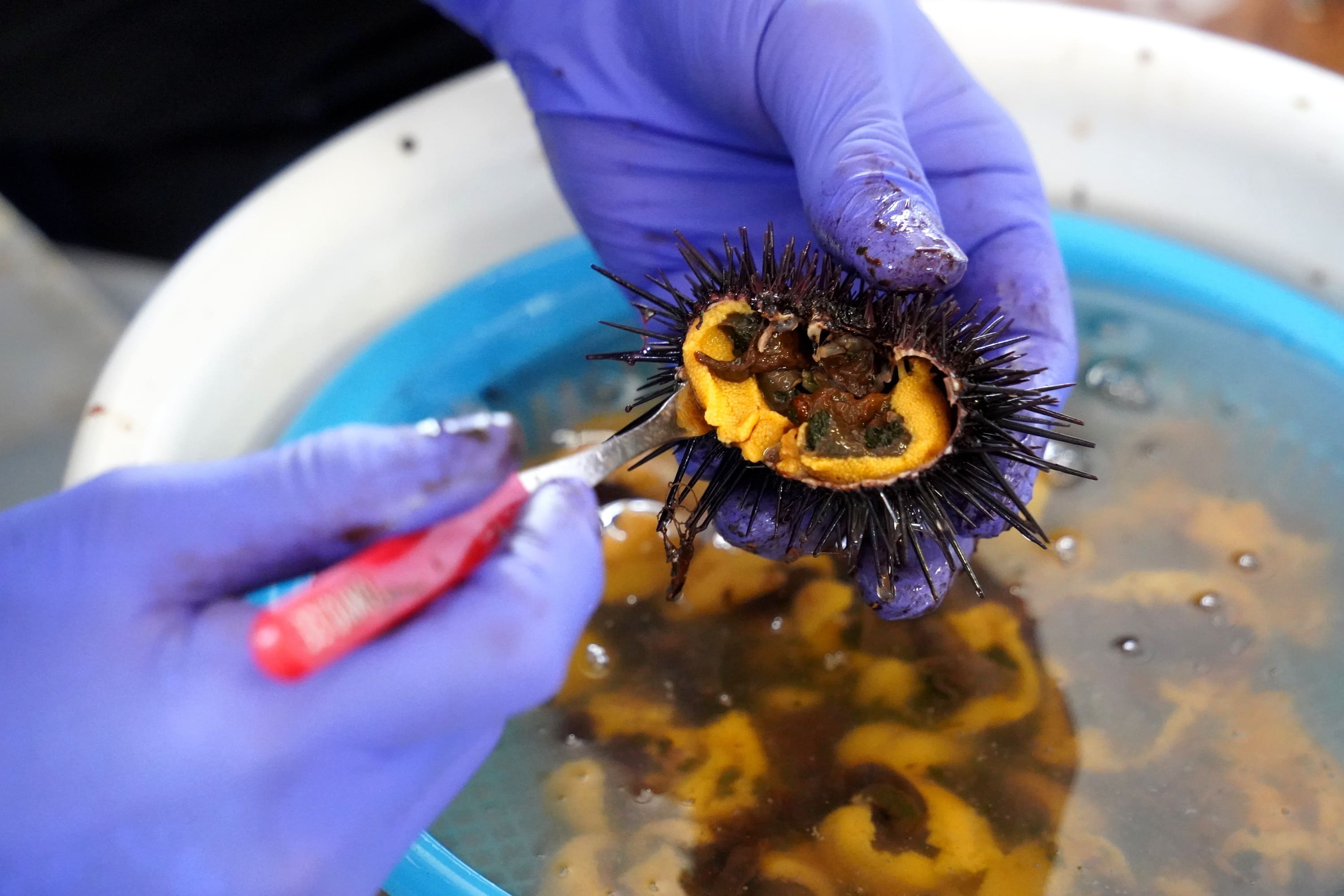 【令和7年新物】特撰粒うに木箱10本入り せたな町 ふるさと納税