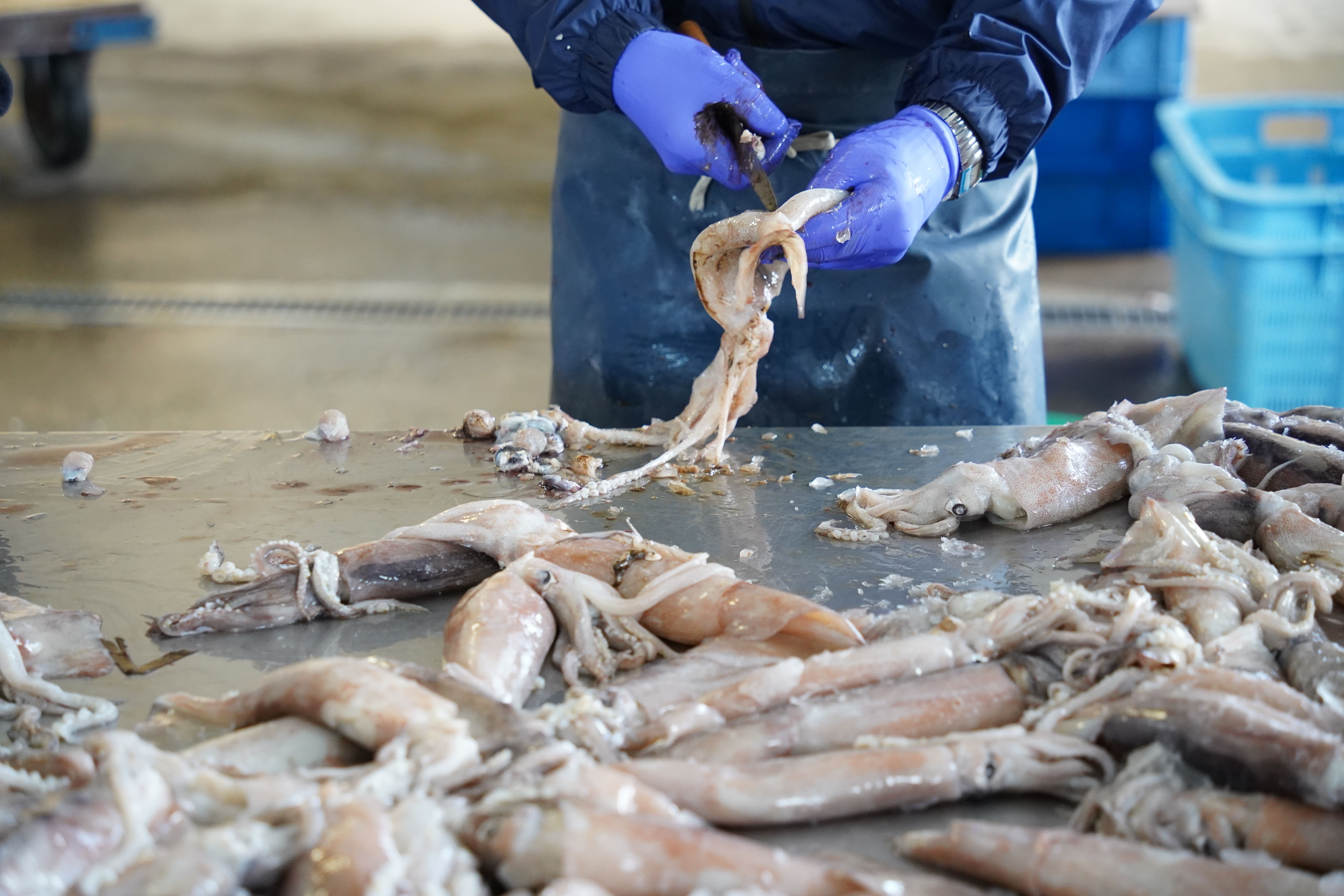 肉厚するめ 8枚入り せたな町 ふるさと納税 