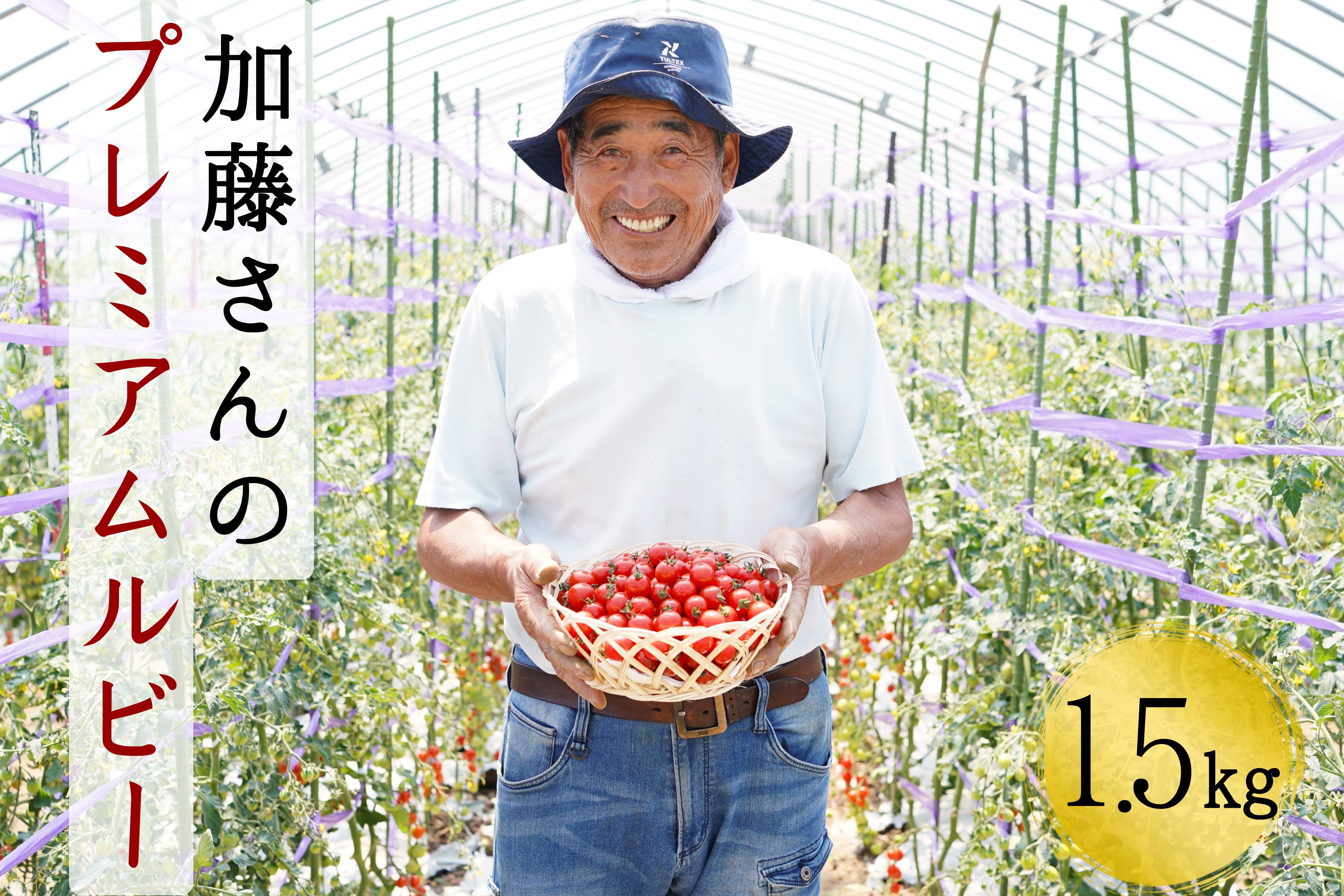 加藤さんのプレミアムルビー　1.5kg　北海道産高糖度フルーツミニトマト