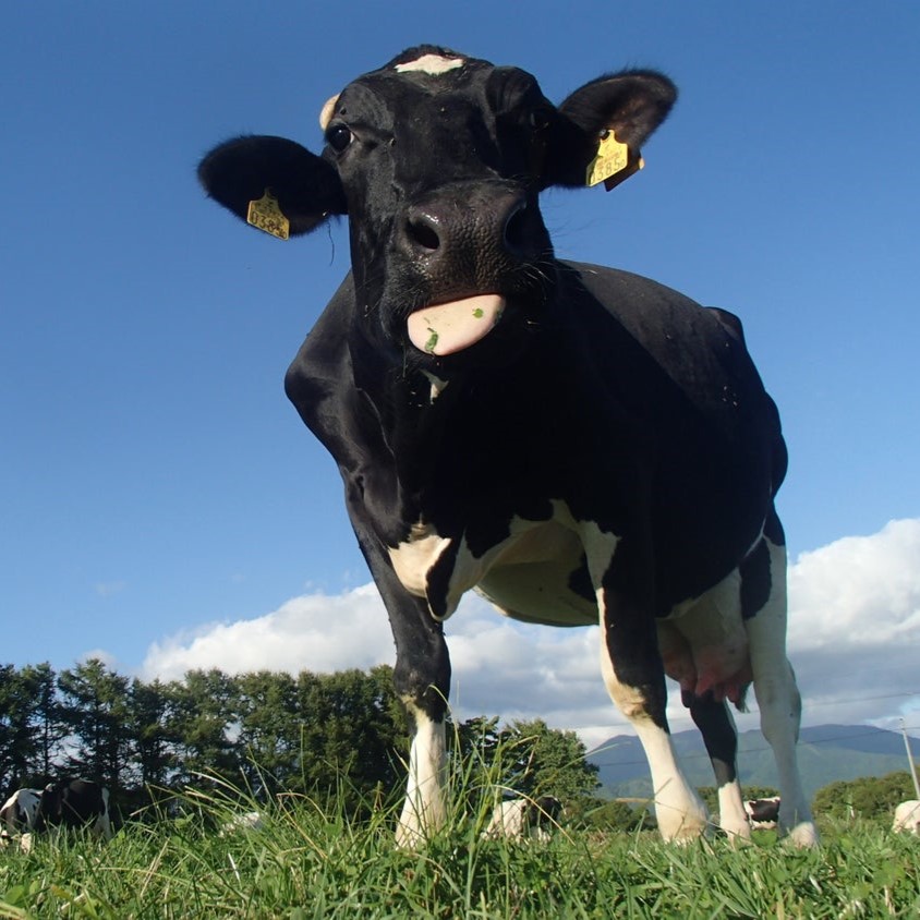 自分の好みを探せるのむヨーグルト18本セット　北海道大津牧場のしぼりたてミルクで作ったヨーグルト