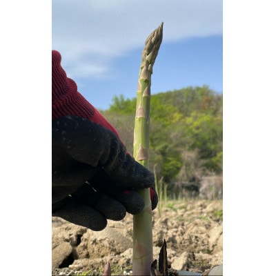 【先行予約】島牧村産露地栽培アスパラガス　1kg(M〜Lサイズ混合)【2026年5月上旬〜発送予定】【配送不可地域：離島】【1704919】