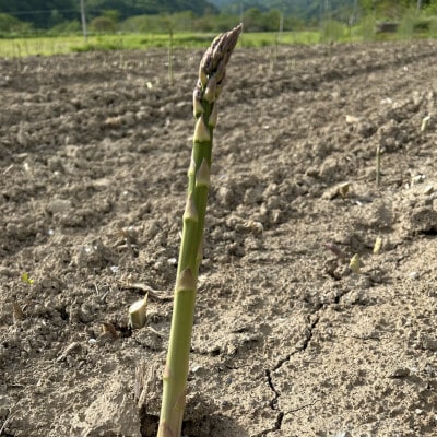 【先行予約・5月より順次発送】北海道島牧村産 訳ありアスパラガス 2kg 坂下農園【配送不可地域：離島】【1732815】