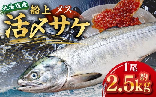 北海道産 船上活〆サケメス 約2.5kg 【2026年9月上旬〜10月下旬まで発送予定】 鮭 イクラ 卵 活〆 塩焼き 冷凍 旬 魚 魚類 魚介 魚介類 食材 国産 サケ さけ フライ ムニエル サケフレーク 鮭フレーク