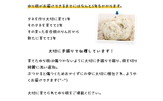 åæµ·éãã»ã³çº ããæ ¹M-Læ··ã¿ãµã€ãº2kgã2025幎ç£ãã3200401ã