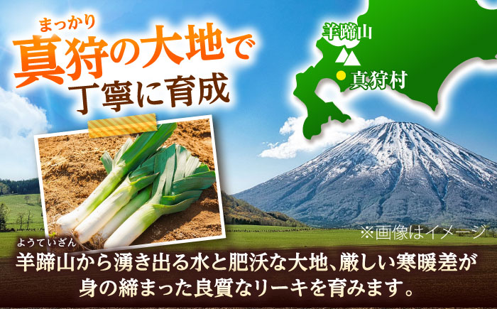 【2026年10月中旬以降順次発送】 リーキ 3kg | 野菜 ネギ ねぎ ポロネギ 西洋ねぎ リーキ 先行予約 | 道の駅 真狩フラワーセンター [BPAM045]
