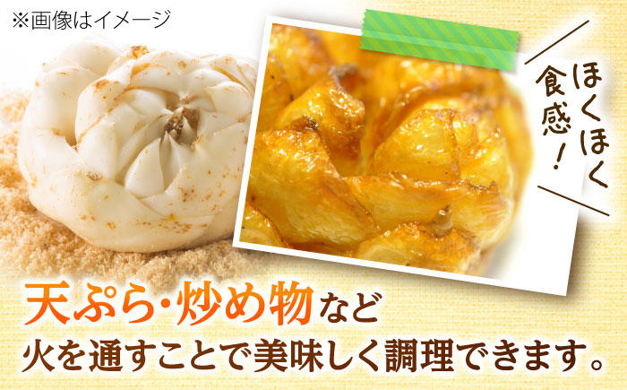 【2026年11月上旬以降発送】 ゆり根 Lサイズ 約2kg | ゆり根 ゆりね 野菜 冬野菜 産地直送 北海道 | 道の駅 真狩フラワーセンター [BPAM002]