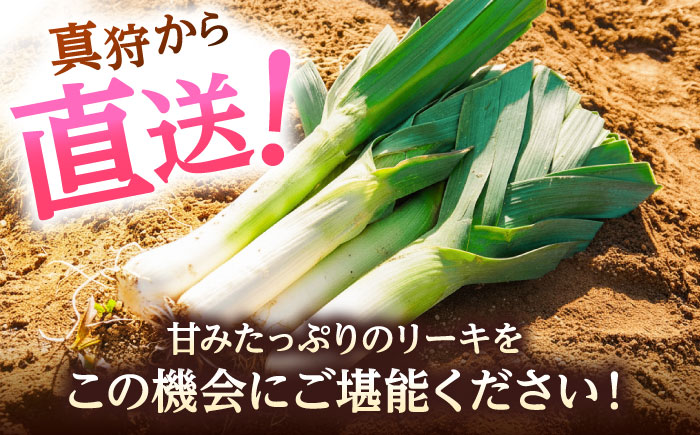 【2026年10月中旬以降順次発送】 リーキ 3kg | 野菜 ネギ ねぎ ポロネギ 西洋ねぎ リーキ 先行予約 | 道の駅 真狩フラワーセンター [BPAM045]
